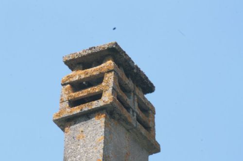 Bees in the chimney